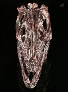 Reproduction réaliste d'un squelette de dinosaure