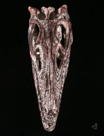 Élément décoratif dinosaure marin, squelette en trois dimensions