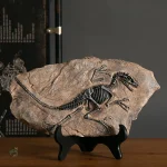 Squelette fossile de vélociraptor