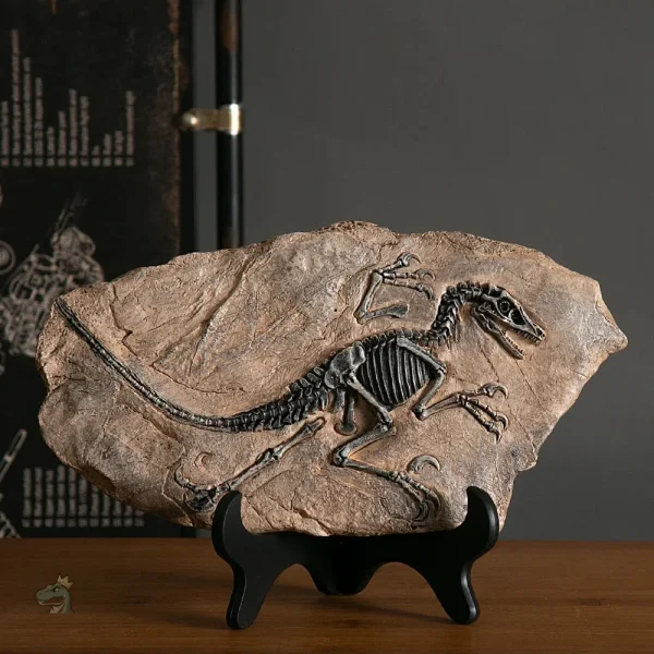 squelette-dinosaure-decoration-1 Squelette fossile de vélociraptor