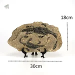 Squelette de vélociraptor pour amateurs de dinosaures
