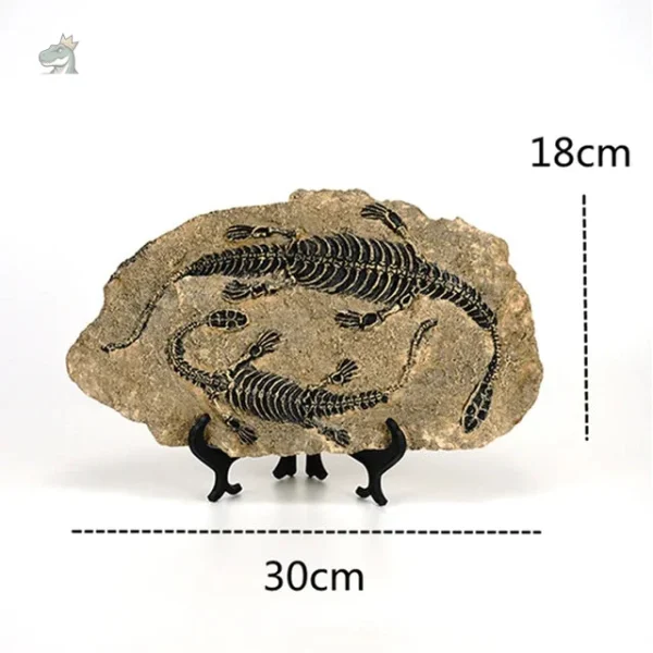 Squelette de vélociraptor pour amateurs de dinosaures