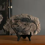 Vélociraptor fossilisé pour passionnés de paléontologie