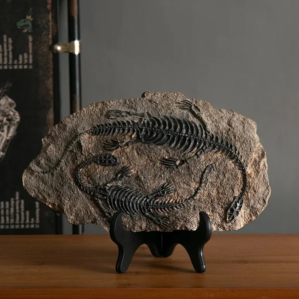 Vélociraptor fossilisé pour passionnés de paléontologie