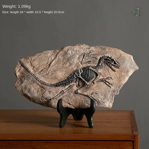 Squelette de vélociraptor pour décoration éducative