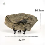 Vélociraptor en squelette pour musée ou vitrine