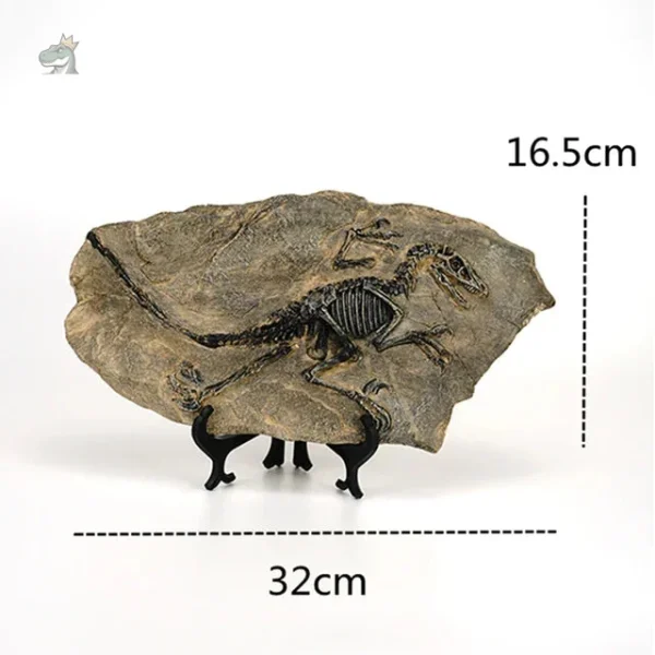 Vélociraptor en squelette pour musée ou vitrine