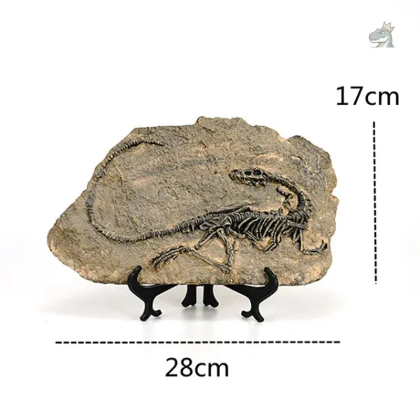 Squelette de dinosaure : vélociraptor fossilisé