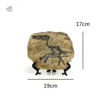 Figurine d'un squelette de vélociraptor en détail