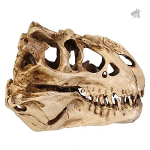 Modèle réduit de squelette de T-Rex pour décor