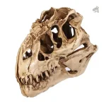 Squelette de T-Rex en position naturelle