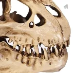 Exposition de squelette T-Rex, pièce unique décorative
