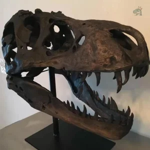Réplique de tête de T-Rex en ossements
