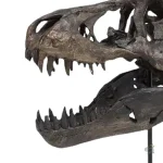 Tête de dinosaure T-Rex en version squelette